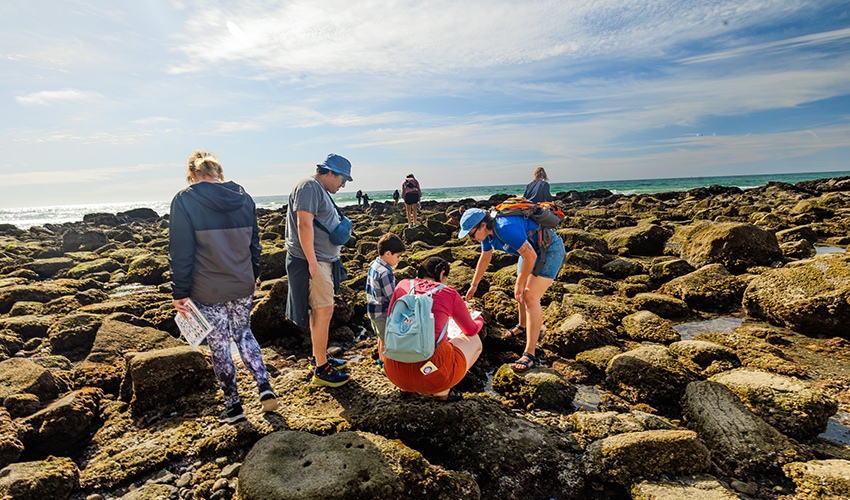 A group explores local tide pools with a Birch Aquarium educator during a Tidepooling Adventure