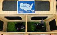 Little blue penguins ensconced in comfy crate for their trip to Cincinnati.