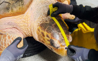 Loggerhead sea turtle has its head measured with a yellow measuring tape.