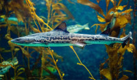 A leopard sharks swims in the Giant Kelp Forest at Birch Aquarium.