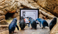Little Blue Penguins stand in front of Birch Aquarium's AZA Accreditation Award