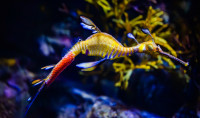 male weedy seadragon with bright pink eggs along sides and bottom of tail