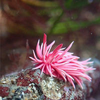 Hopkin’s Rose Nudibranch is named for its bold and bright pink coloration