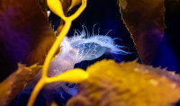 A Lion’s Mane Nudibranch attach itself to kelp to catch planktonic creatures in their magnificent “mane.”