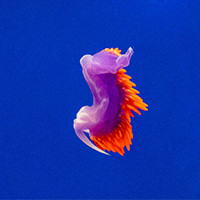 A Spanish Shawl is a sea slug that stands out thanks to its vibrant fiery orange and rich purple coloration.
