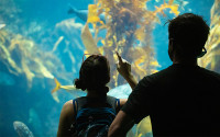 Two guests gaze into the Giant Kelp Forest at the aquarium.