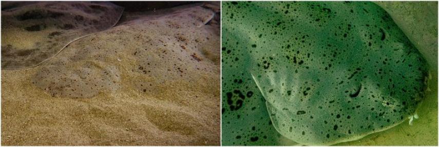 Angel sharks shown camouflaged by being buried in the sand.