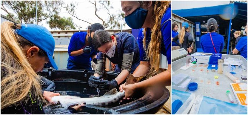 Veterinarians analyze each shark’s bloodwork to better understand the overall health of our Leopard Sharks.