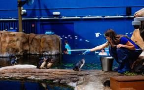 Little Blue Penguins getting fed some fish.