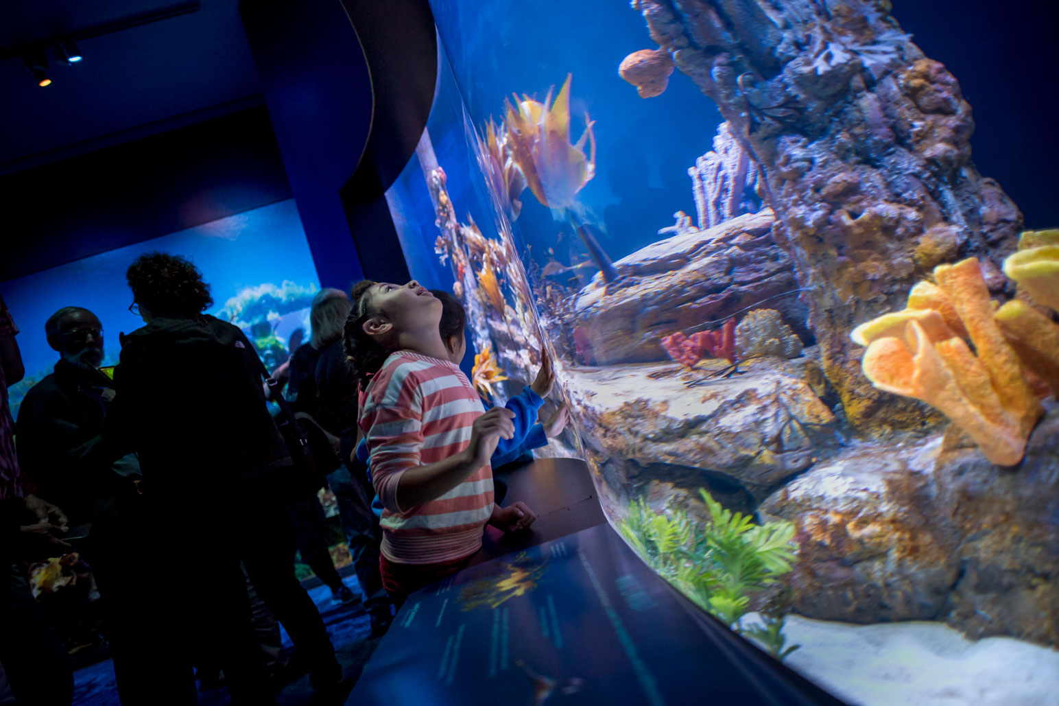 Birch Aquarium at Scripps - SeaDragonsExhibit WEB