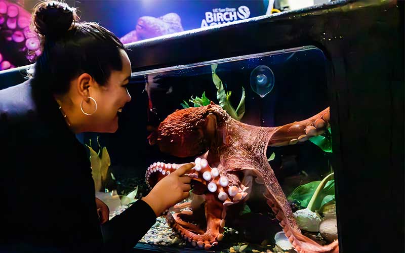 A women gets up close to a Giant Pacific Octopus during a behind the scenes at the aquarium.
