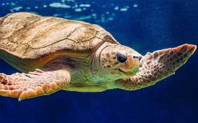 Loggerhead Sea Turtle swims in her habitat.
