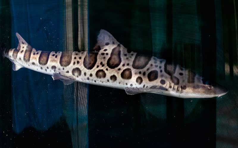Leopard Shark swims around its habitat.