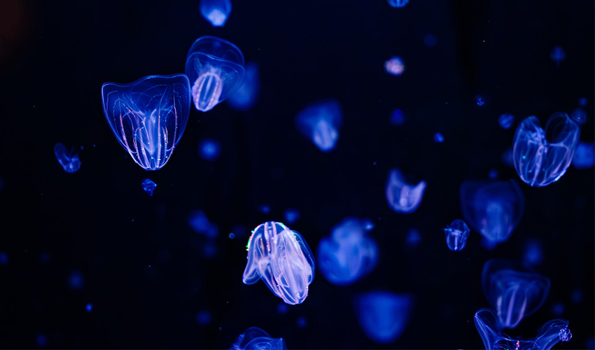Comb jellies float around habitat.