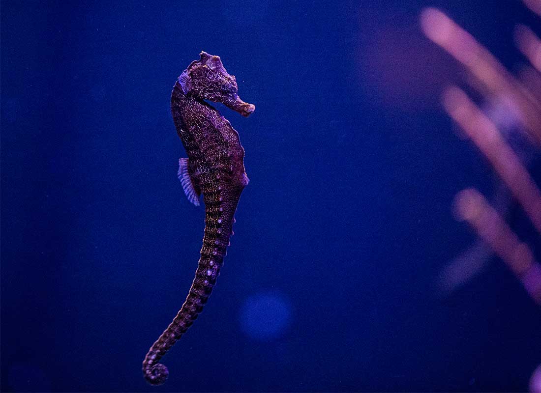 purple seahorse species