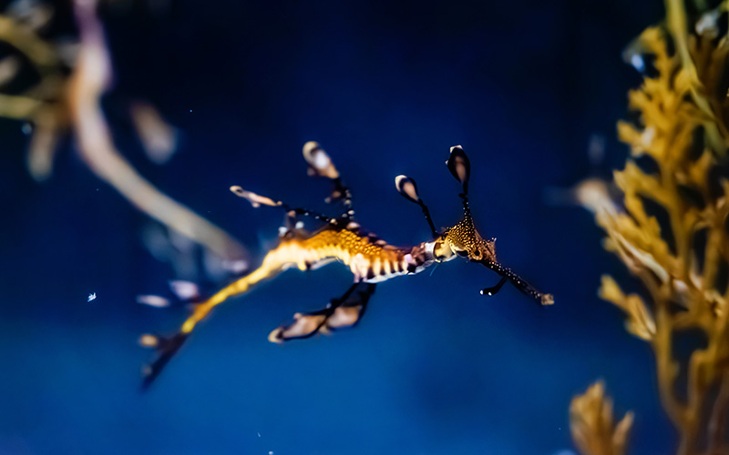 Weedy seadragon swims among some kelp.