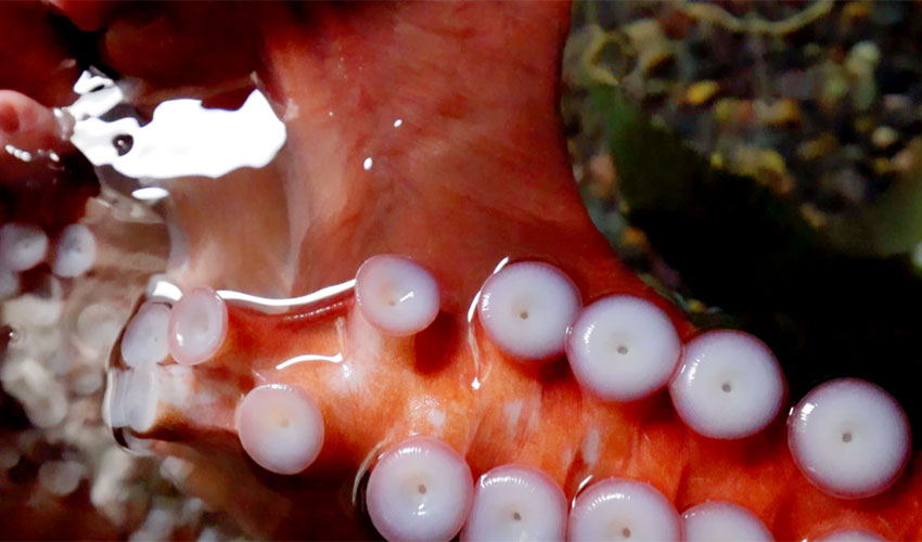 octopus video