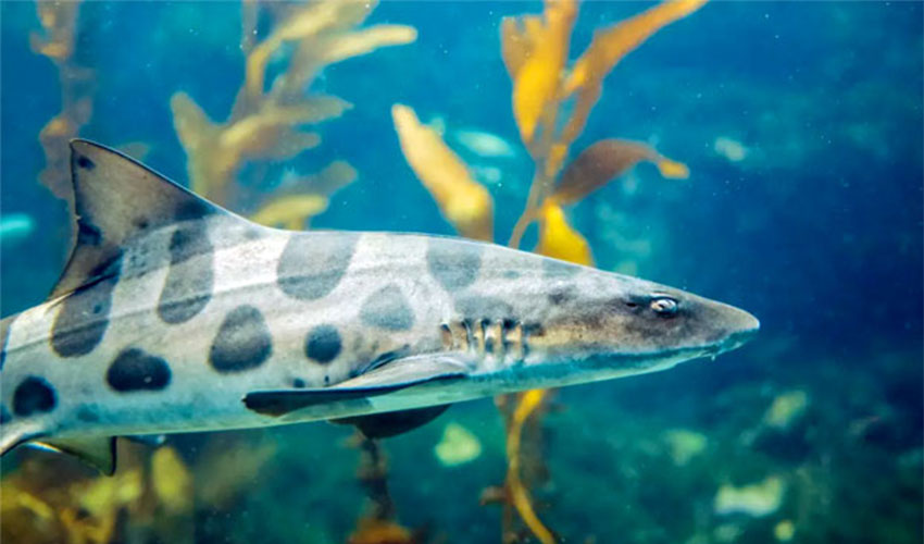 shark