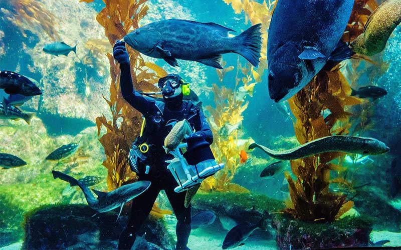 Scuba diver feeds fish in the Giant Kelp Forest habitat.