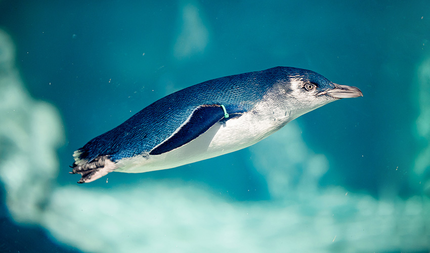Little Blue Penguin zooming through habitat.