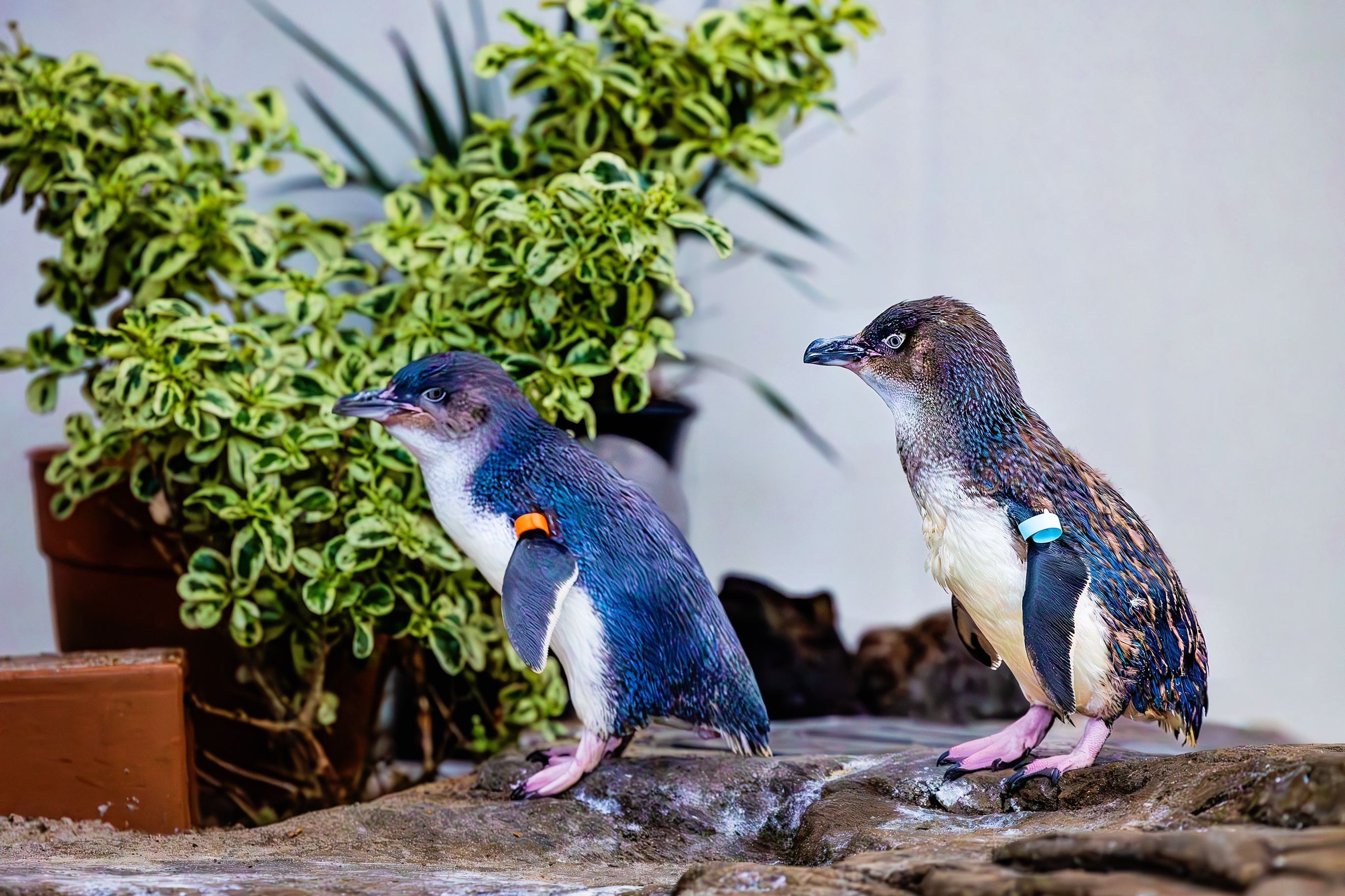 Two Little Blue Penguins waddle around their habitat.