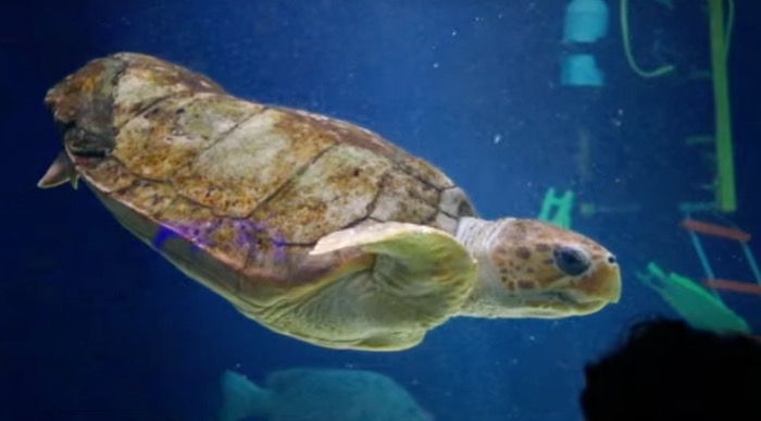 Loggerhead Sea Turtle swimming after scan.