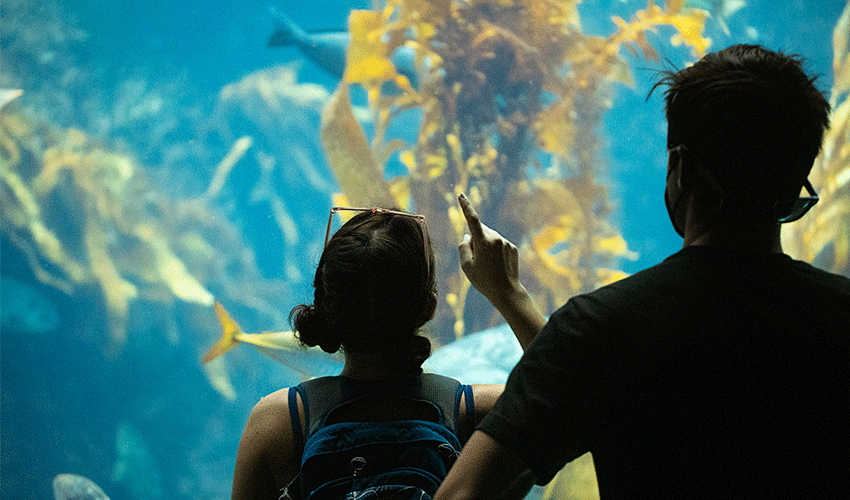 Two students stand in front of the Giant Kelp Forest exhibit.