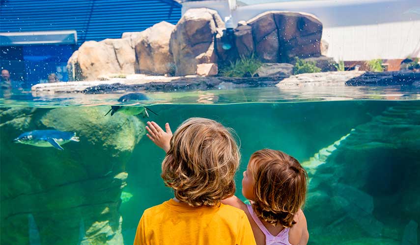 Two kids get up close to Little Blue Penguins swimming around habitat.