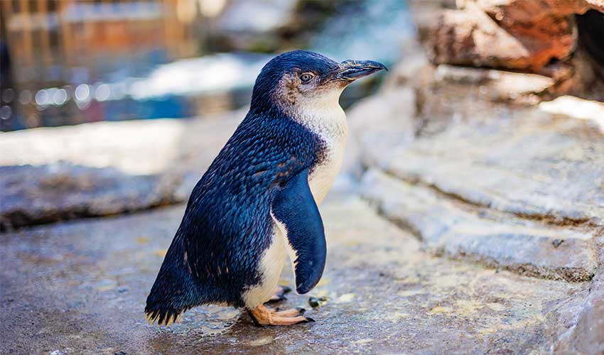 Little Blue Penguins explores its habitat.