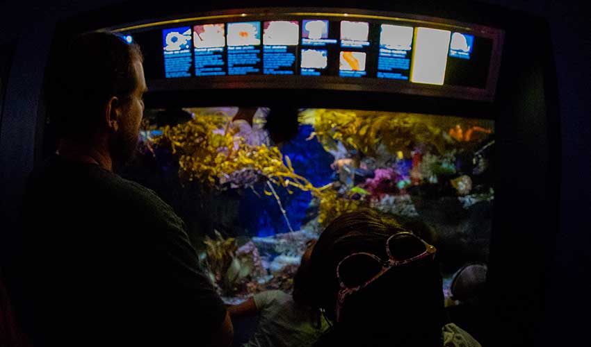 Guests watch a local fish get fed during a Hall of Fishes feeding.