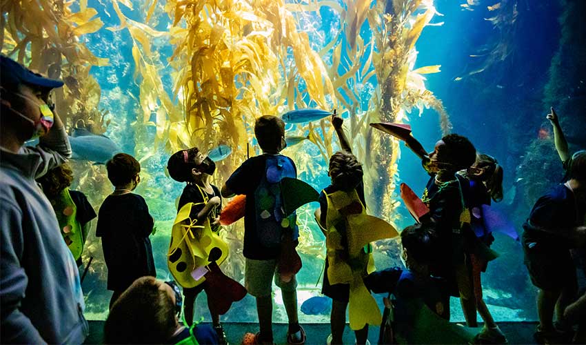 Summer campers explore the Giant Kelp Forest habitat at Birch Aquarium.