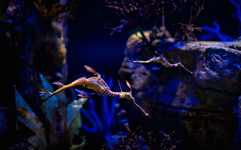 Two Weedy Seadragons swim in their habitat in Seadragons & Seahorses.