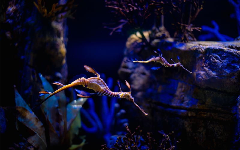 Two Weedy Seadragons swim in their habitat in Seadragons & Seahorses.