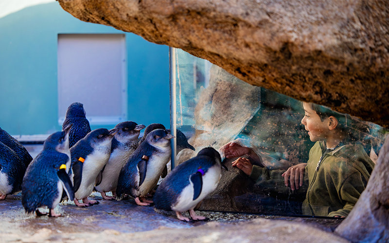 A guest gets a close of view of the Little Blue Penguin colony at Birch Aquarium.