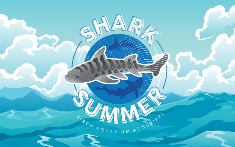 Shark Summer Logo