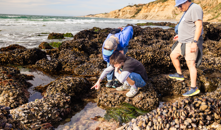 guests look for animals in tide pools 