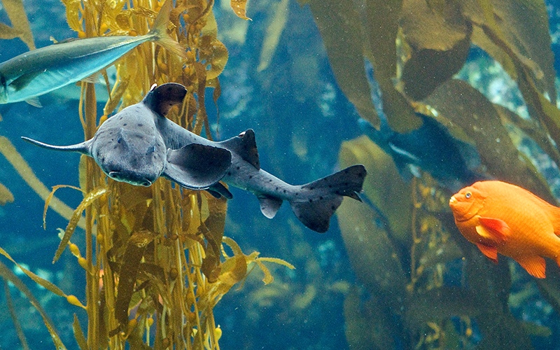 A horn shark swims in a Giant Kelp Forest.