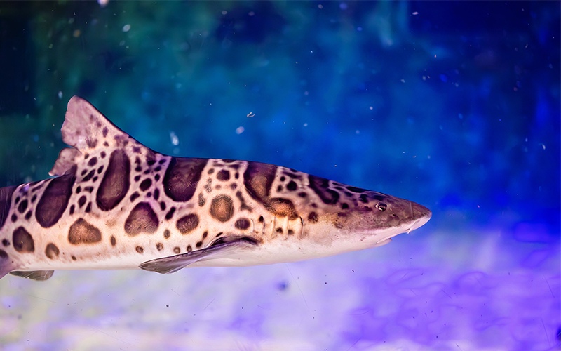 Close-up of a leopard shark swimming, showcasing its distinctive spotted pattern and streamlined body