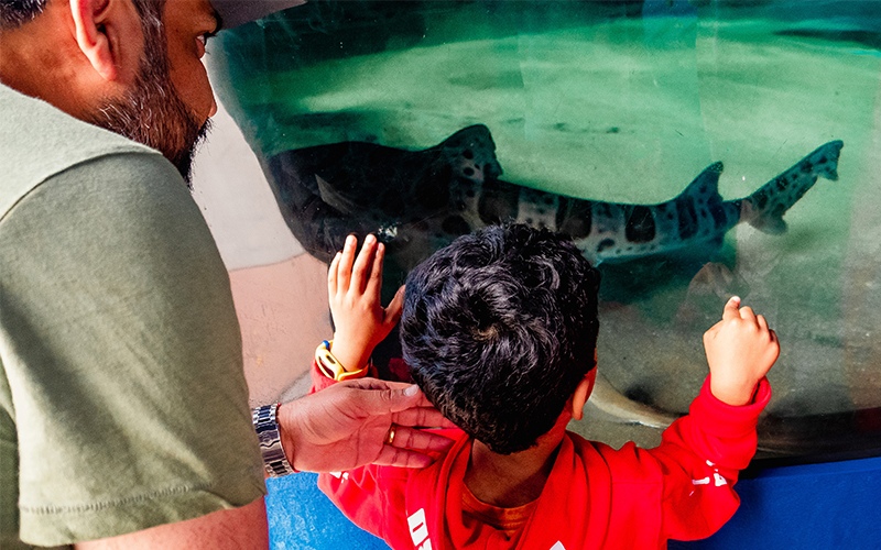 A guest gets up close to a Leopard Shark as it swims by in the Sharks and Rays exhibit at Birch Aquarium.