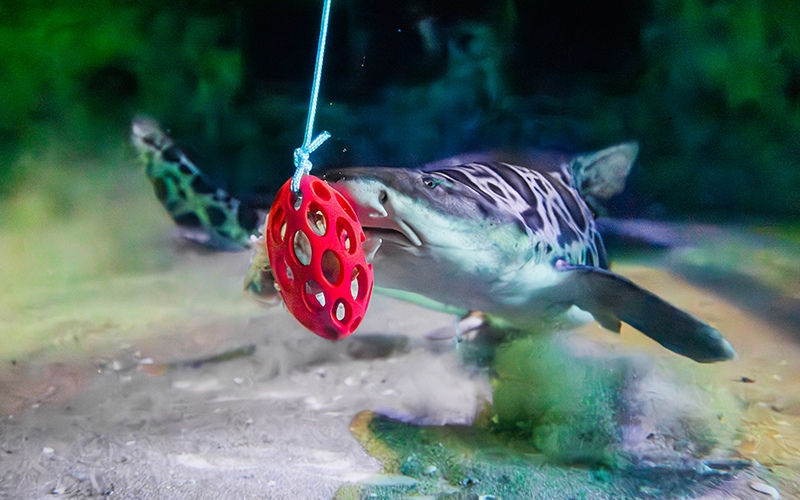 A Leopard Shark interacts with a puzzle feeder to retrieve a food item.