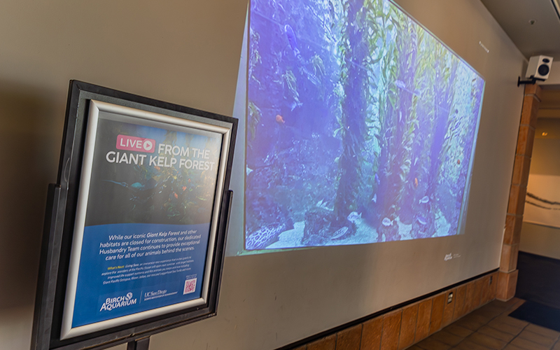 A projection showcasing a vibrant Giant Kelp Forest in the Galleria of the aquarium, with detailed underwater scenes of kelp swaying in the current.