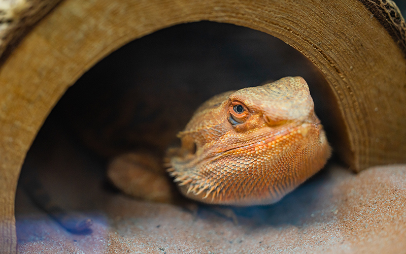 Close-up of a bearded dragon, showcasing its spiny scales and triangular head.