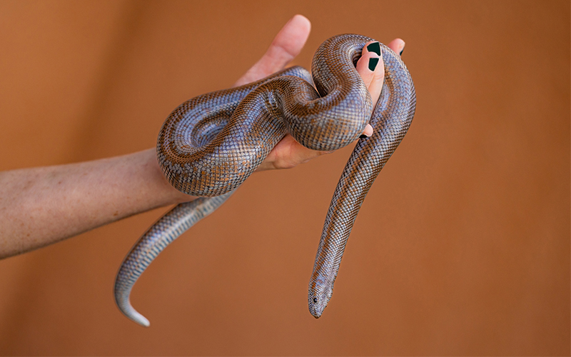 Person holding a rosy boa snake, showcasing the snake's smooth, patterned scales.