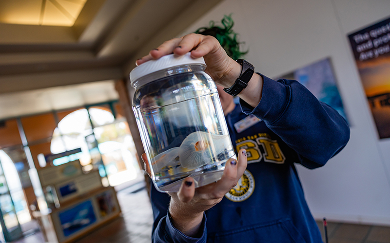 A Birch Aquarium educator holds up some Moon Jellies.