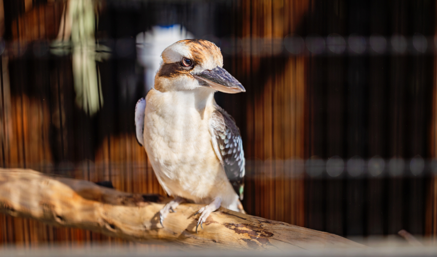 a large brown and white bird sits on a tree branch; its wings are darker brown with blue speckles