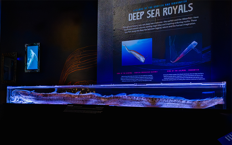 Exhibit display featuring a preserved oarfish specimen in a long, illuminated case.