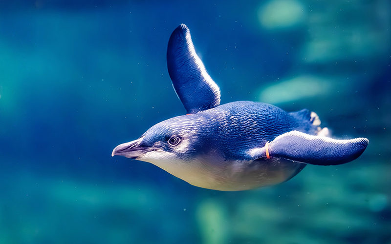 A Little Blue Penguin glides through the water as it swims in its habitat at Birch Aquarium