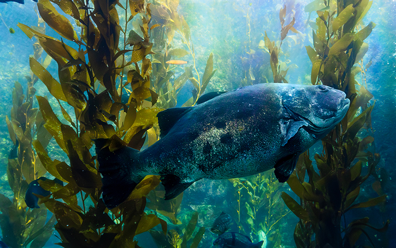 A Giant Sea Bass swims through an underwater kelp forest, surrounded by tall strands of giant kelp reaching toward the sunlight above.