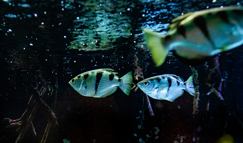 Two archerfish swimming beneath tangled mangrove roots, with dappled sunlight filtering through the water above.