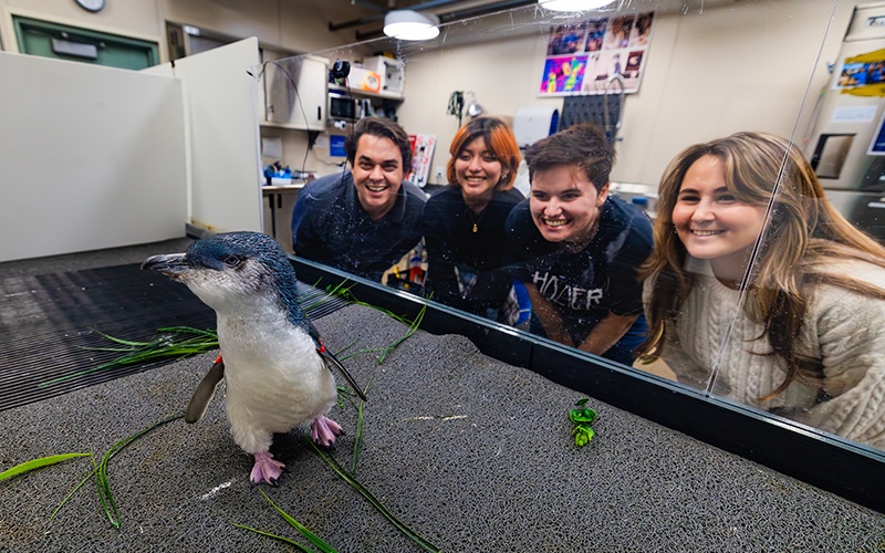 Four smiling people look through a clear barrier at a small penguin standing in a behind-the-scenes animal care area. The Little Blue Penguin wears identification bands on its flippers and is surrounded by a few pieces of greenery.